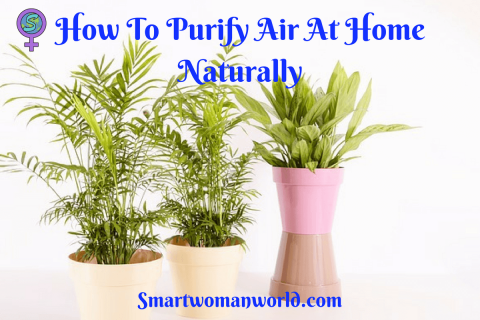 How To Purify Air At Home Naturally