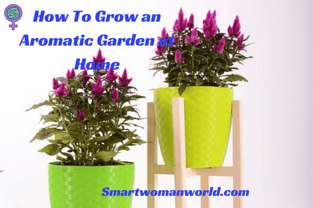 How To Grow an Aromatic Garden at Home
